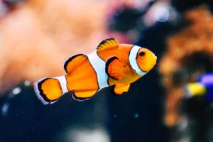 外援球员精彩表现，助力球队取得关键胜利